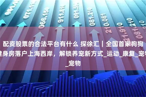 配资股票的合法平台有什么 探徐汇｜全国首家狗狗健身房落户上海西岸，解锁养宠新方式_运动_康复_宠物