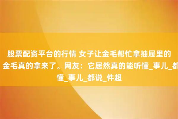 股票配资平台的行情 女子让金毛帮忙拿抽屉里的充电器，金毛真的拿来了。网友：它居然真的能听懂_事儿_都说_件超